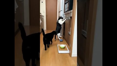 two Cat find food | shorts #short #funnycat