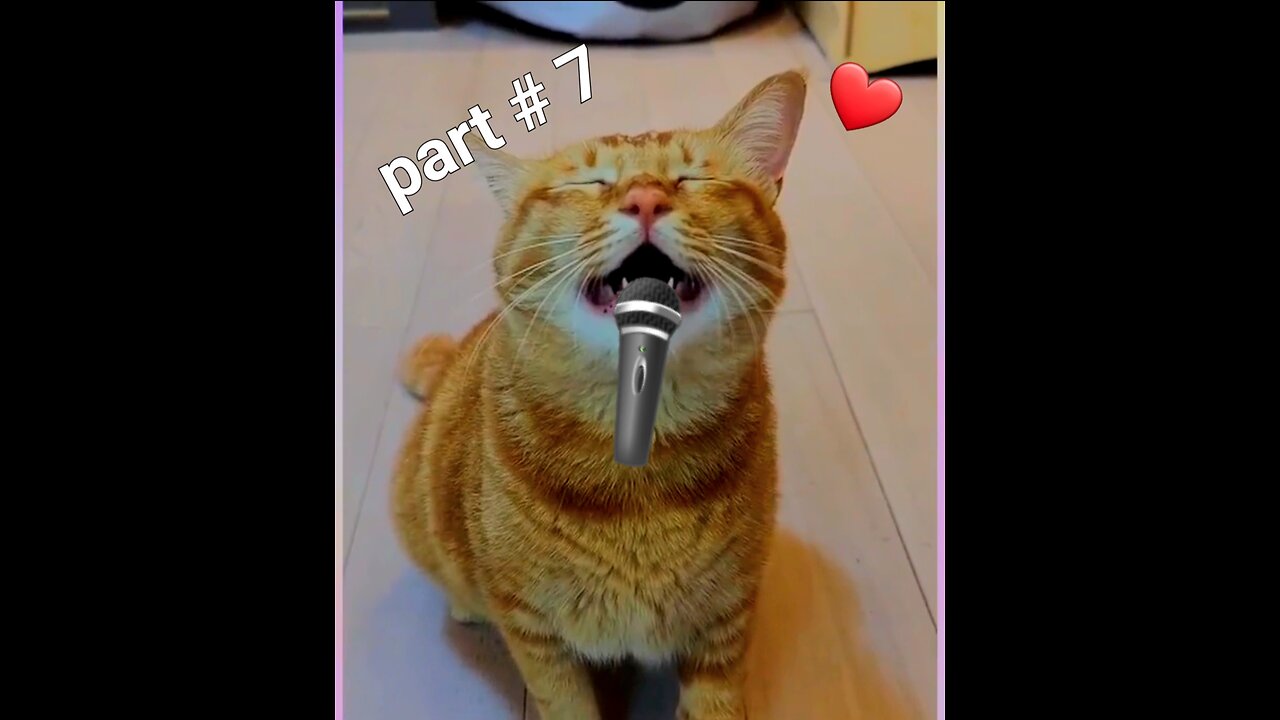 Singing cat | part# 7 / funny video on social media