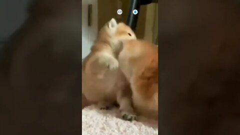 cute cat videos 😹 funny videos 😂