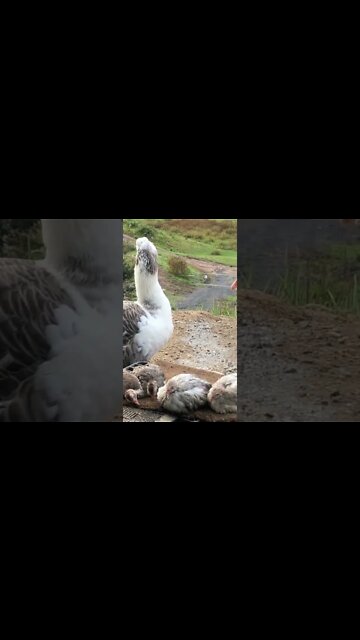 Tiny baby guinea fowls keets sleep safely next to geese