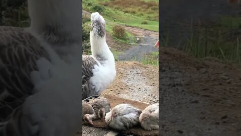 Tiny baby guinea fowls keets sleep safely next to geese