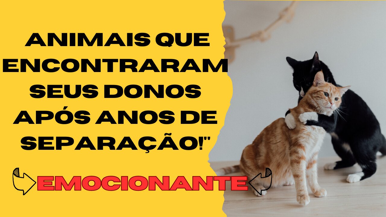 Emocionantes Reencontros Animais que Encontraram Seus Donos Após Anos de Separação