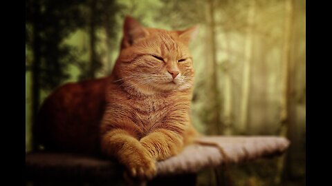 Compilation of adorable cat behavior Part 2