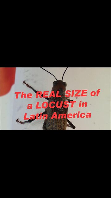 SEE THE ACTUAL SIZE OF A LATIN AMERICAN LOCUST