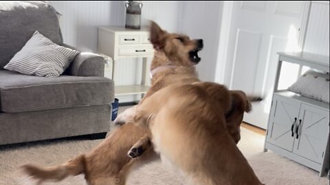 Golden retriever wrestling match