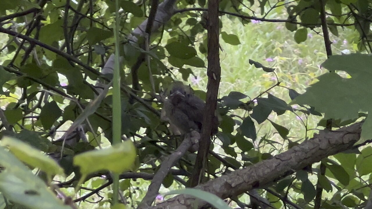 First time seeing Cardinals so young 😍😍
