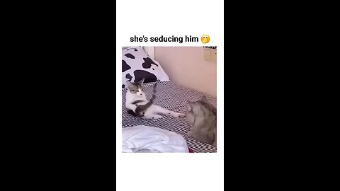 Animal Funny videos 🐱🤣