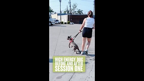 High Energy Dog First Session