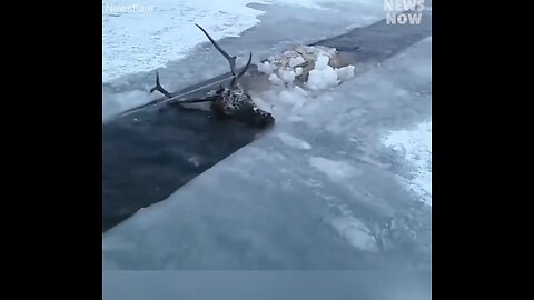 moose rescued from a frozen river