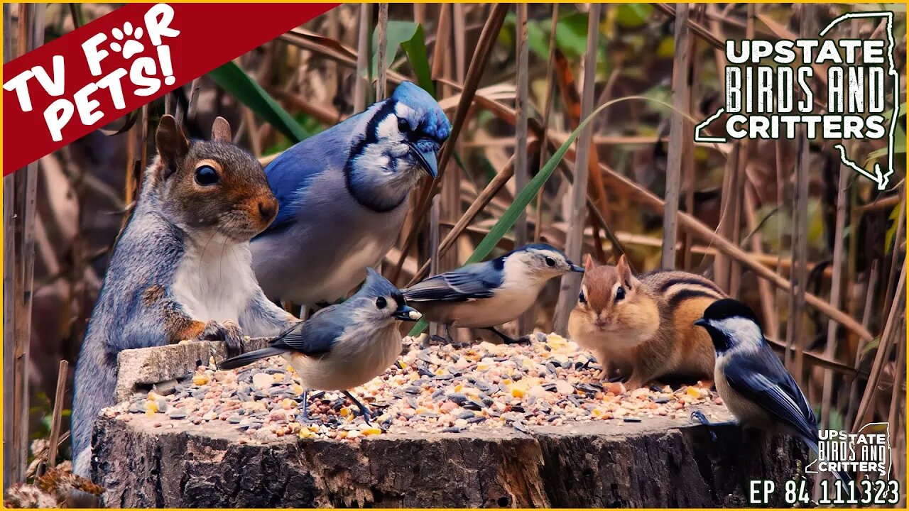 Upstate Birds And Critters: Ep 84 — 111323 Cat TV Dog TV