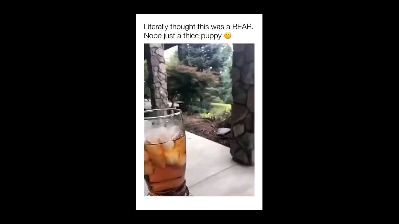 funny video