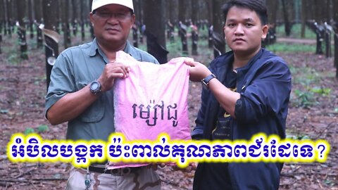 តើអំបិលបង្កជ័ ប៉ះពាល់ដល់គុណភាពជ័រដែរទេ?