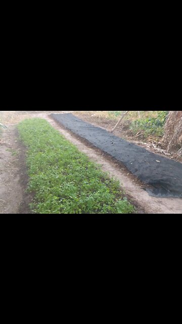 Hortaliças Coentro cheiro verde #Nordeste