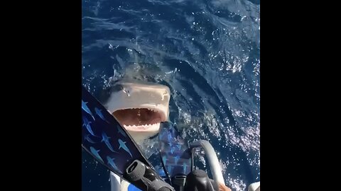 OH MY GOD 😧 Shark 💀