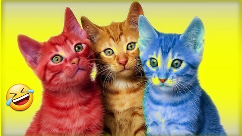 Funniest Cats And Dogs Funny Animal Videos 2022 part3