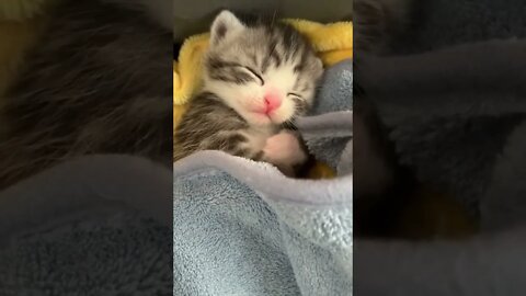 funny cat videos | cute cat videos| cute animals funny cats #shorts #shortsfunny #cutecat #funnycat