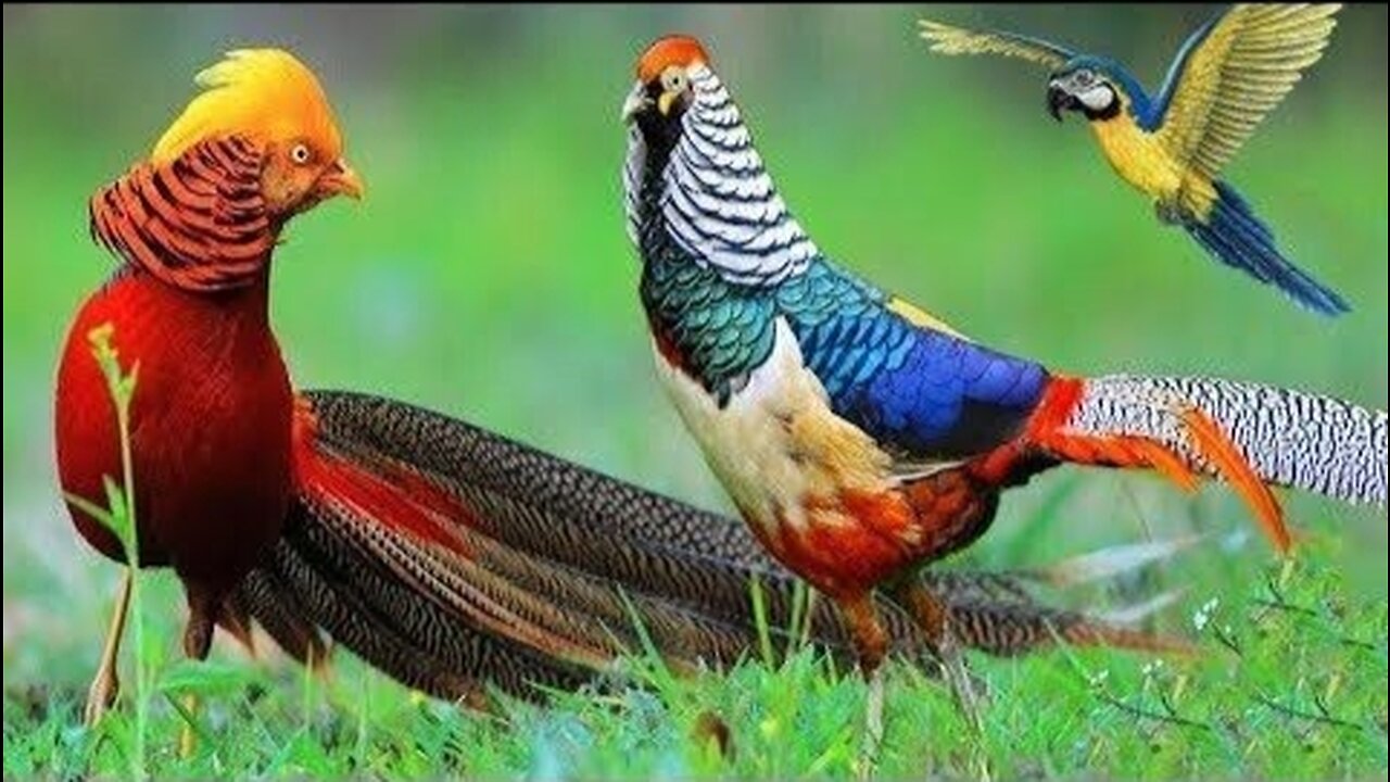 Beautiful Golden Pheasants and Wading Birds