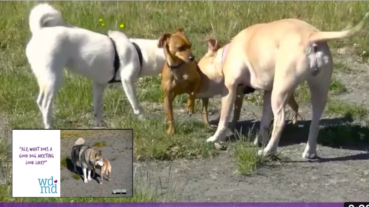 What does A good dog meeting look like