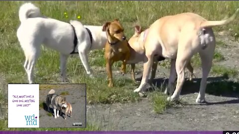 What does A good dog meeting look like