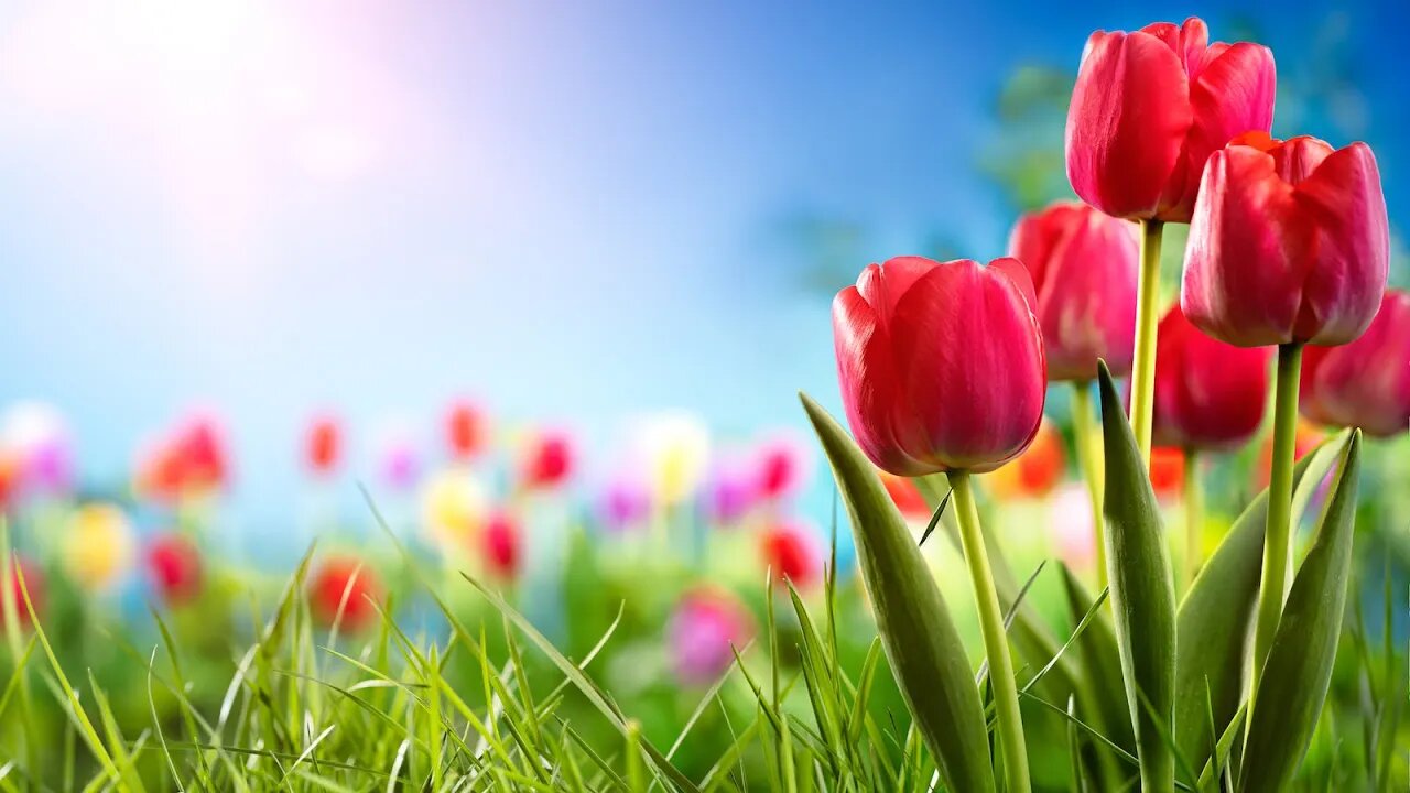 Relaxing Mother's Day Music - Mother's Day ★558 💐
