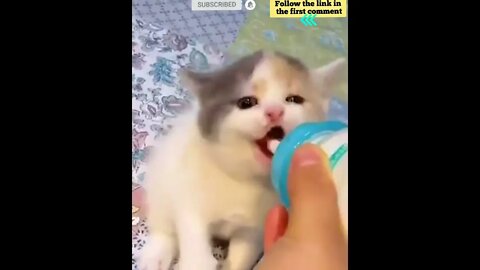 cute cat videos 😹 funny videos 😂 688 😻 #shorts #shortsfunny #cutecat #catvideos #catsfood #catscare