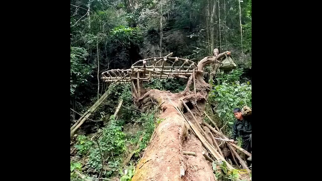 Solo Bushcraft- Build a shelter on the roots of agiant tree. Survival in the tropical forest.