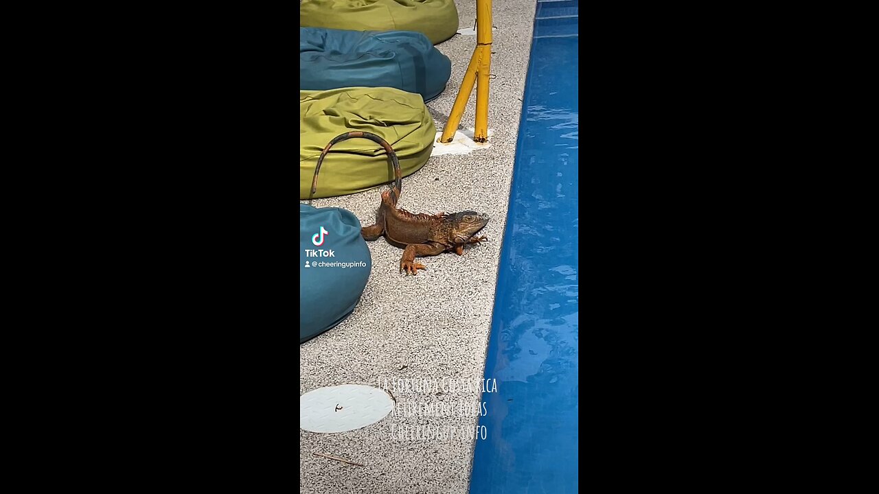 What is that in La Fortuna Costa Rica? Iguana?