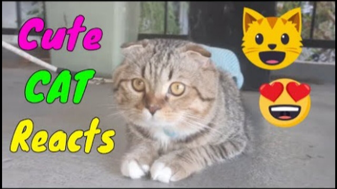 How Cat React When Seeing Stranger 1st Time - Running or Being Friendly 13 - Viral Cat