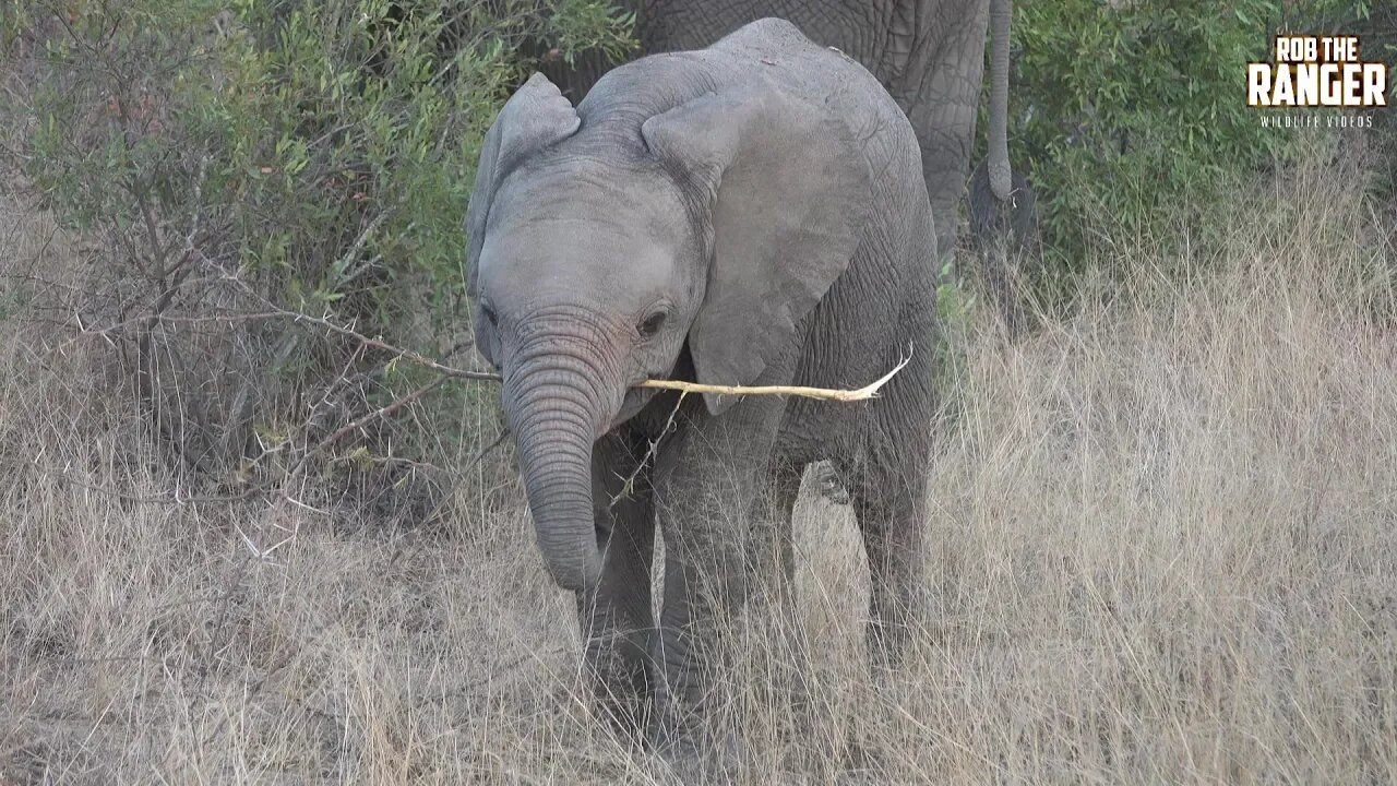 Elephant Herd With Cute Calf And Blue Eyed Youngster