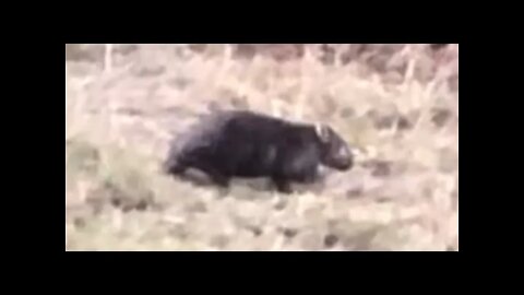 The beautiful, big wombat who we share a home with. The dogs go nuts.