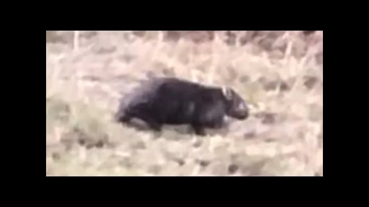 The beautiful, big wombat who we share a home with. The dogs go nuts.
