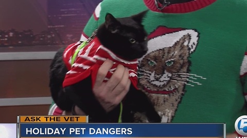 Keep your pet safe this holiday season