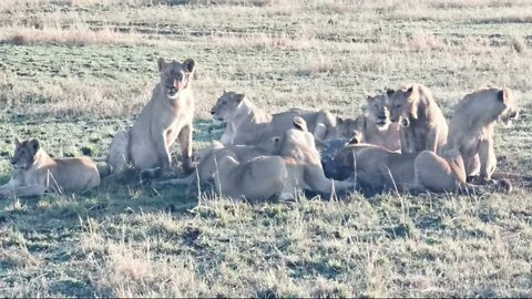Moniko Breakaway/Sankai Lion Pride With A Gnu | Livestream |