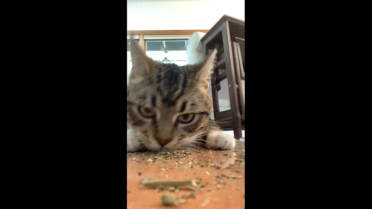 Catnip and Cleo