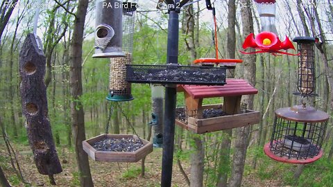 Ruby throated hummingbird