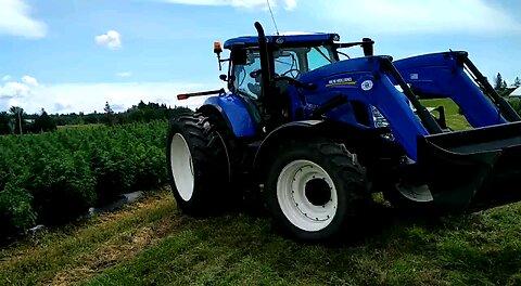 Fields of Marijuana with New Holland Tractor