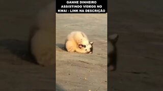 cachorros distraídos