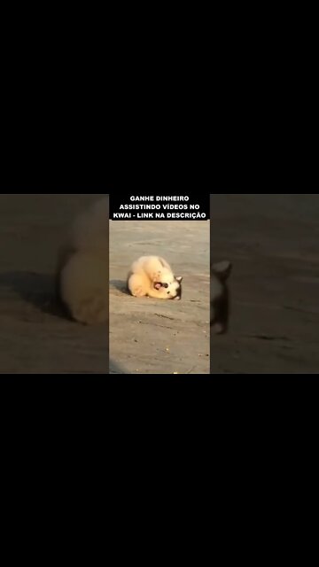 cachorros distraídos