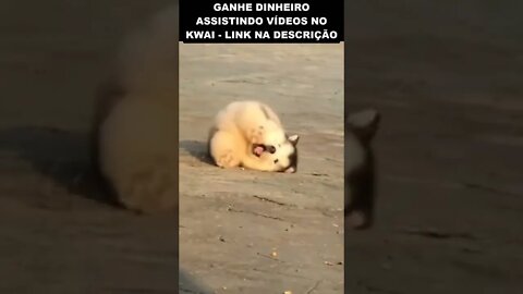 cachorros distraídos