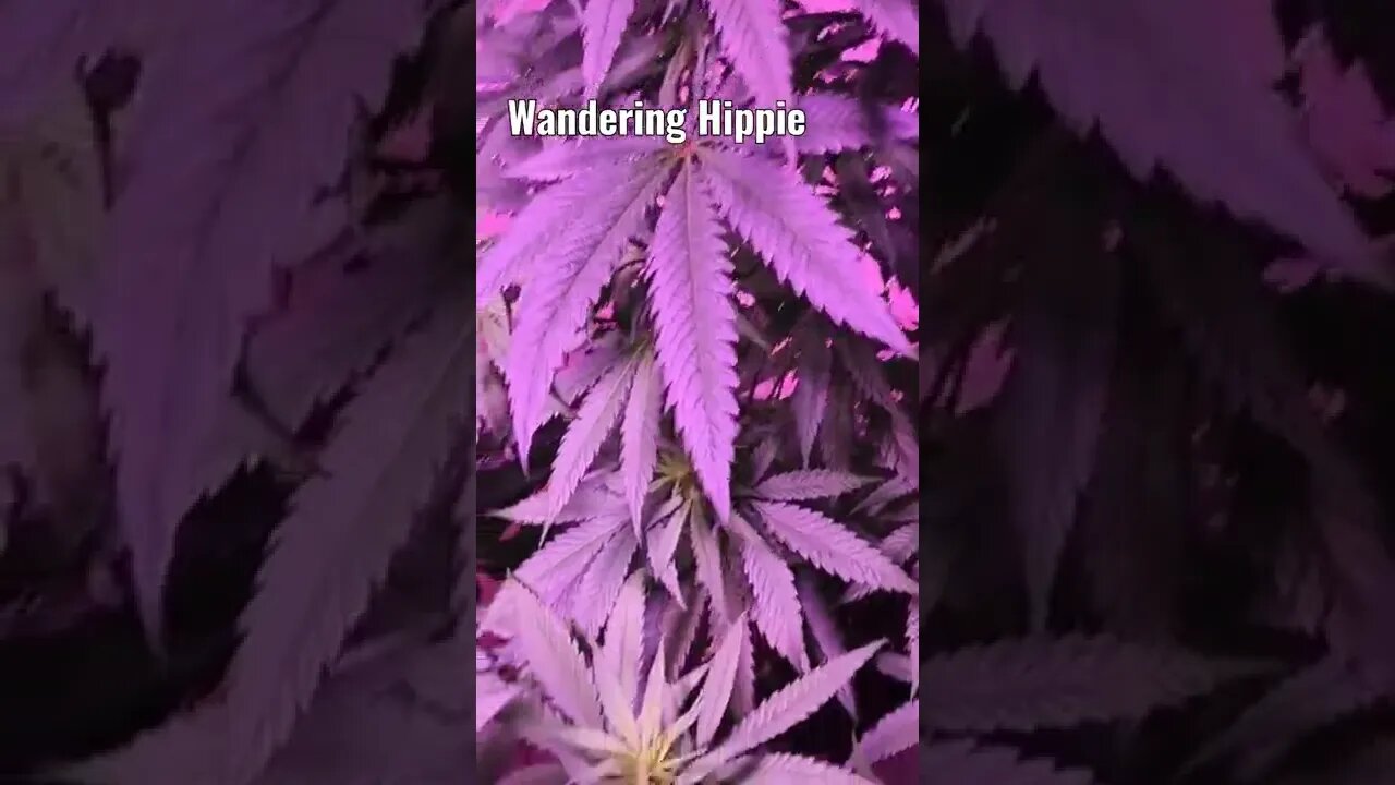 wandering Hippie lost in the forest