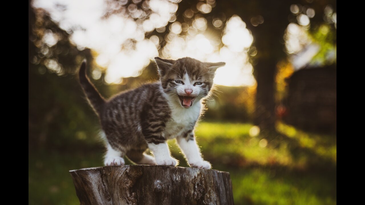Cutest cat video funny don't try to home