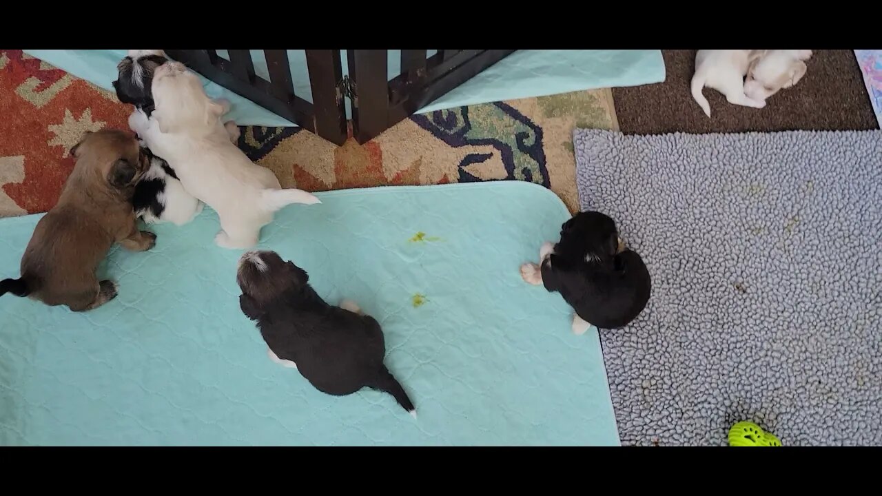 O Litter - 3 wks 4 days old