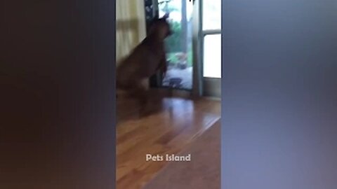 Animals Getting Scared Over Nothing 😂 [Funny Pets] | #EP2
