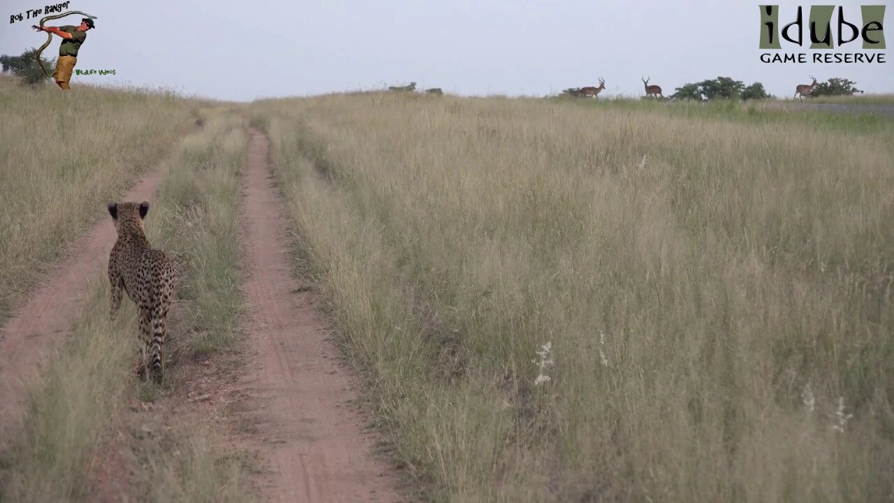 Cheetah Catches Impala In The Dark