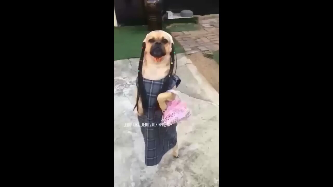 Best Funny Video - 1