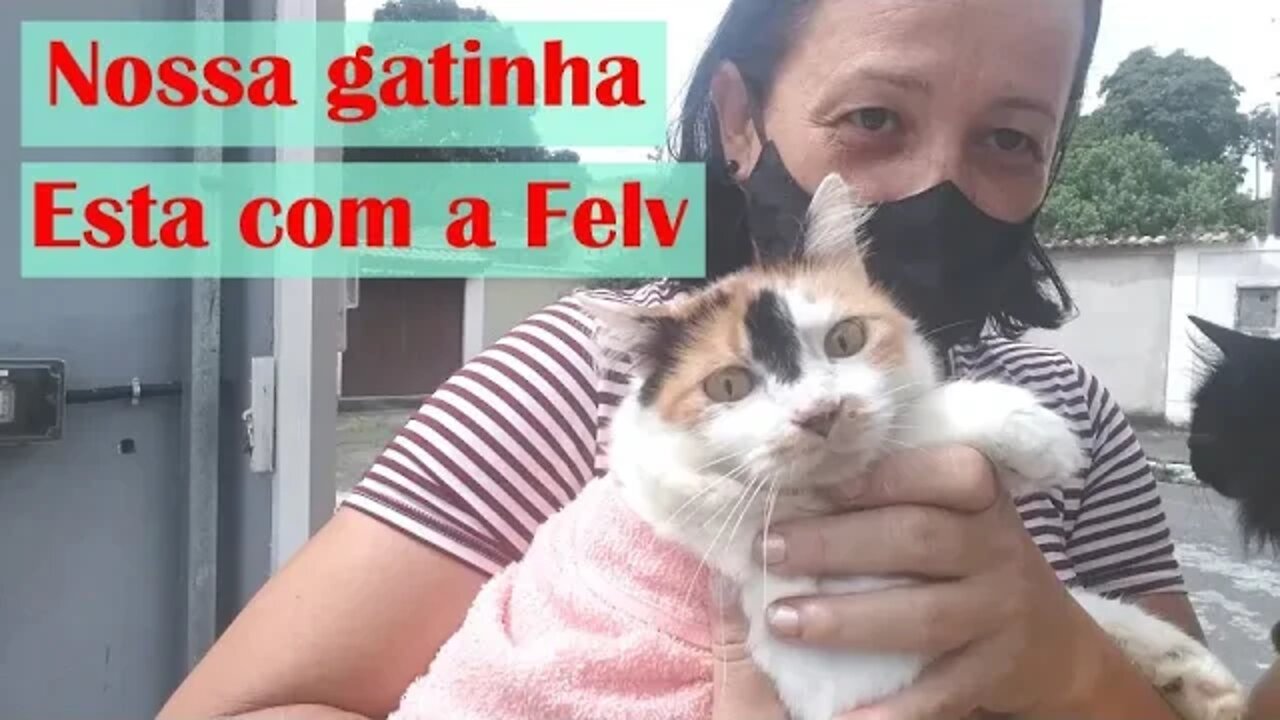 Confirmado nossa gatinha esta com a Felv/Familia Flima