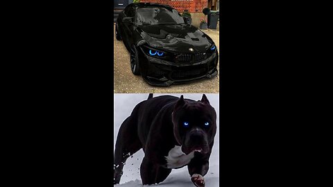 pitbull family