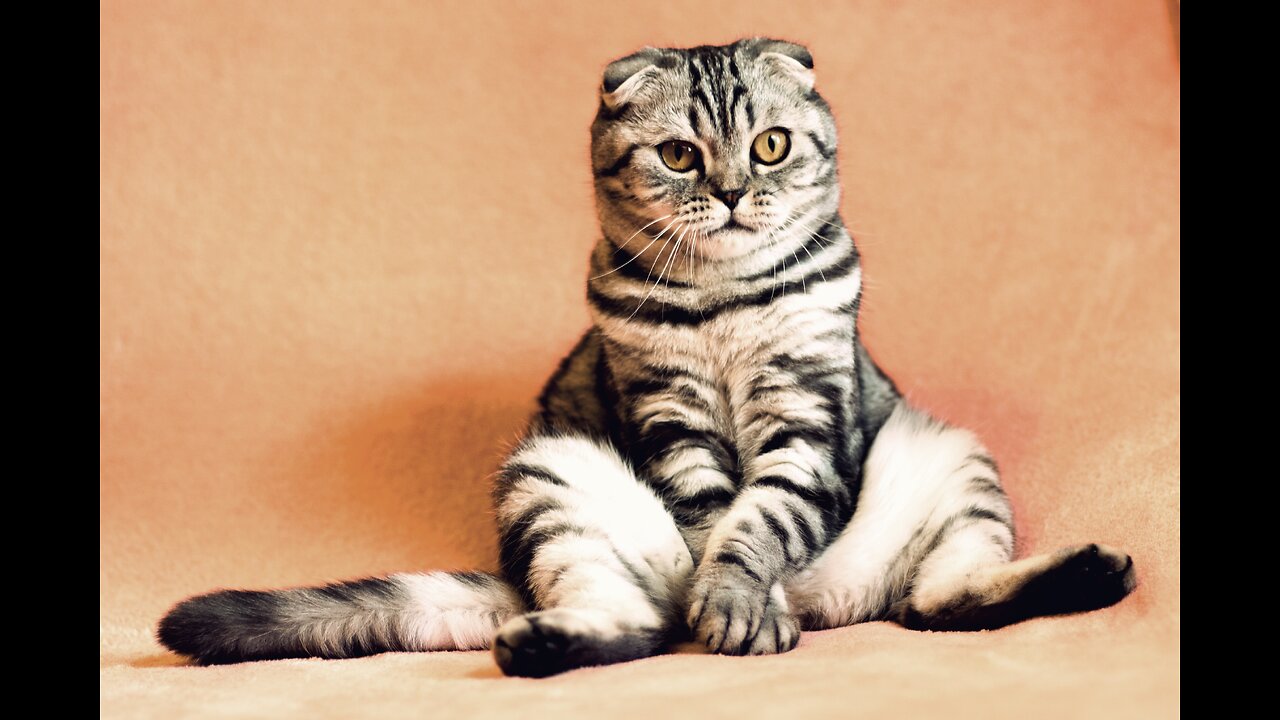 Too Cute to Handle: Short and Adorable Cat Video.