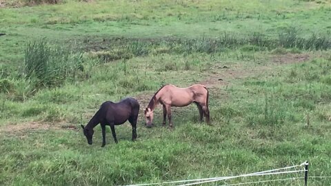 Rescue horse finds a friend - So happy to see our new boy following Penny around day 2