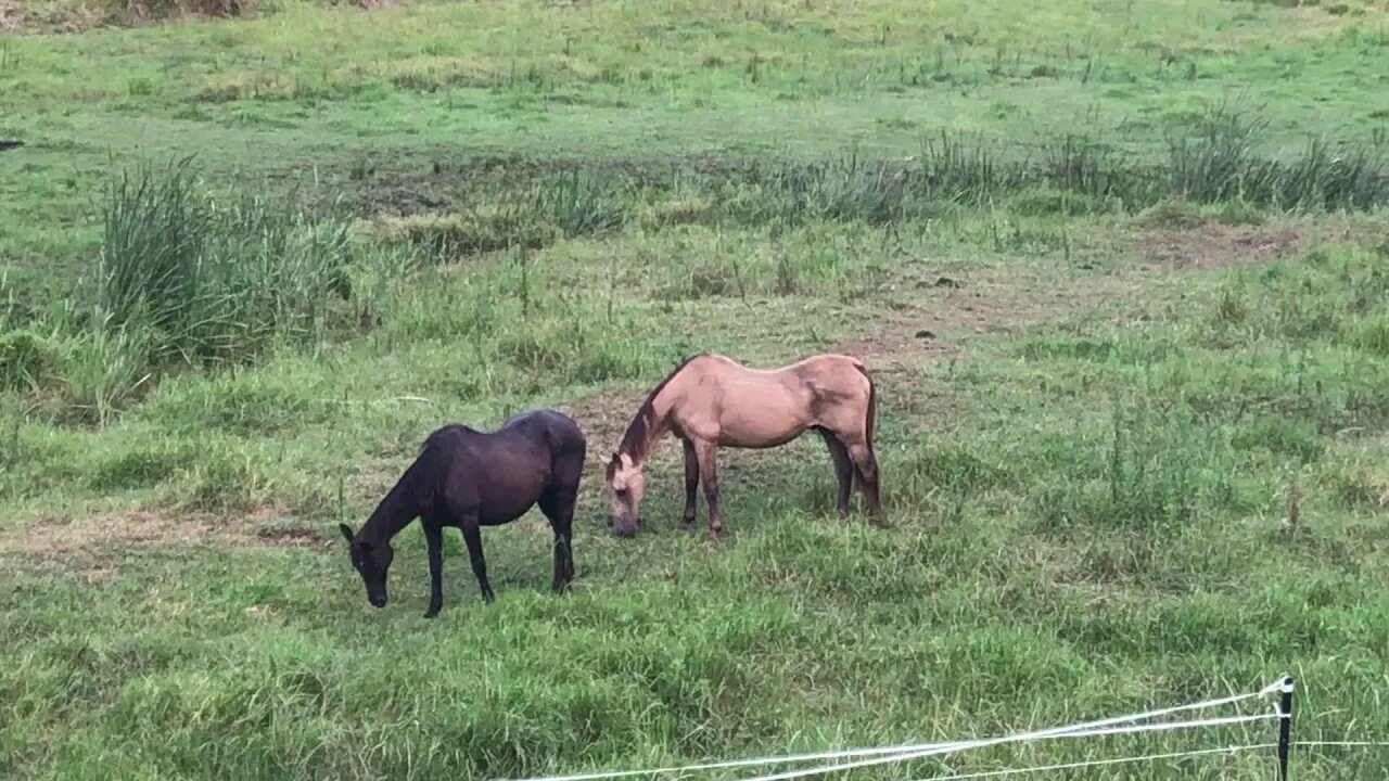 Rescue horse finds a friend - So happy to see our new boy following Penny around day 2